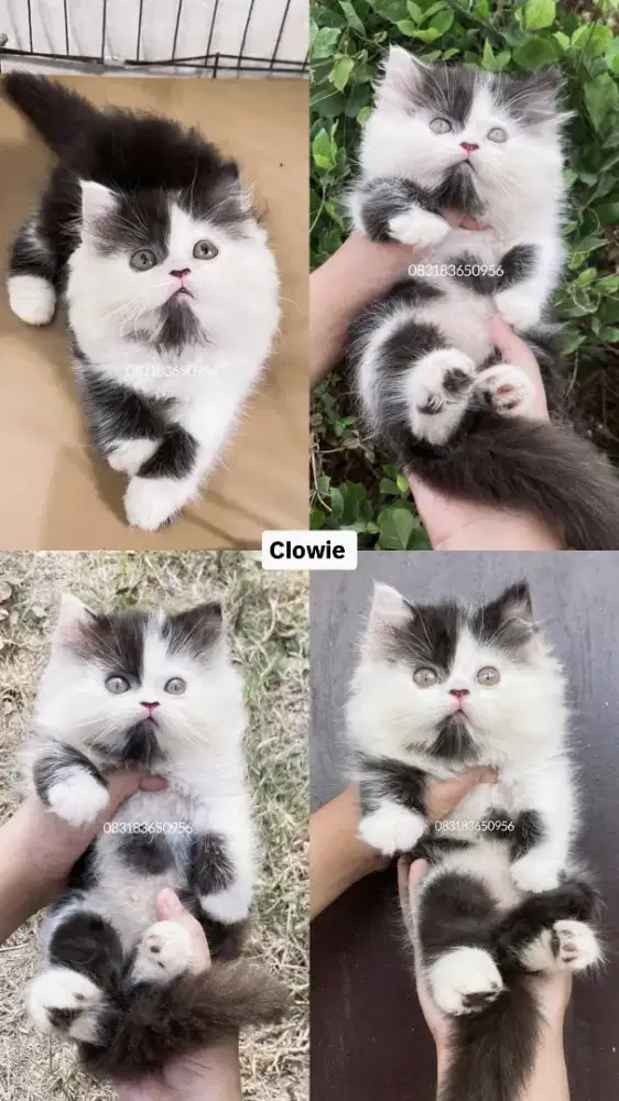 Persia x Bsh x Munchkin