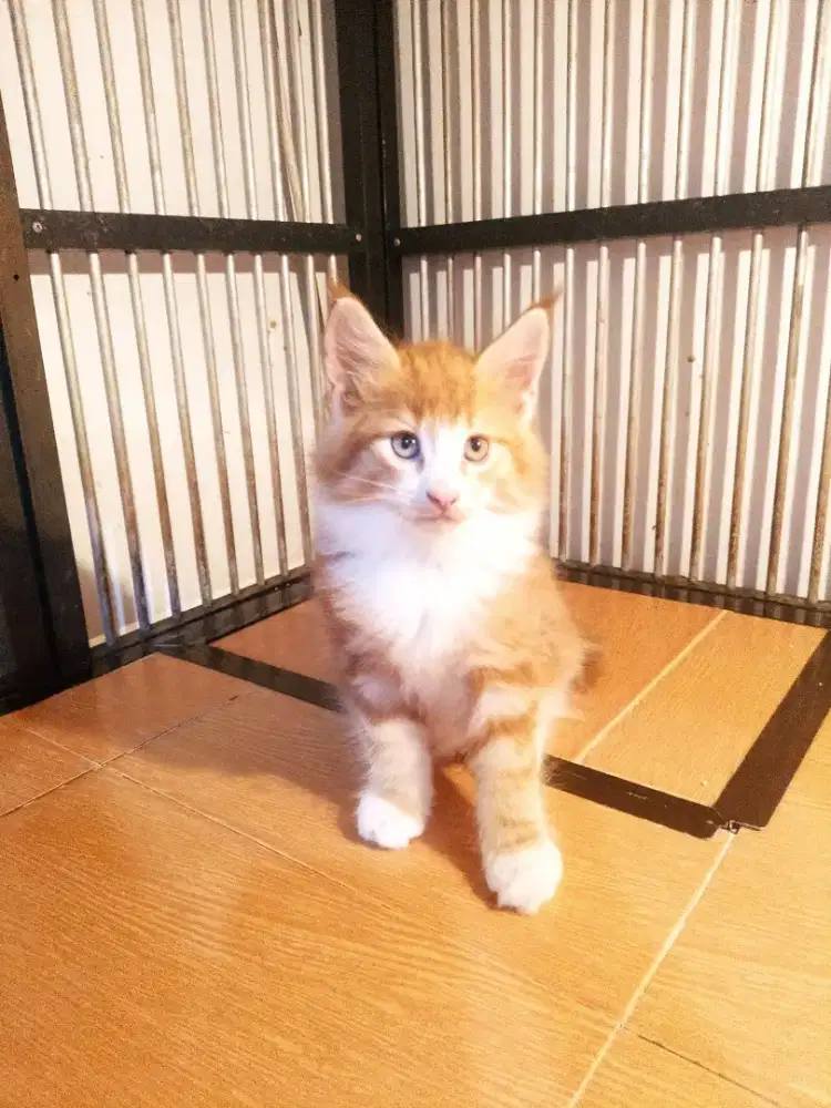 Kitten MaineCoon Betina Pure No mix. Induk Ped CFA Show Quality