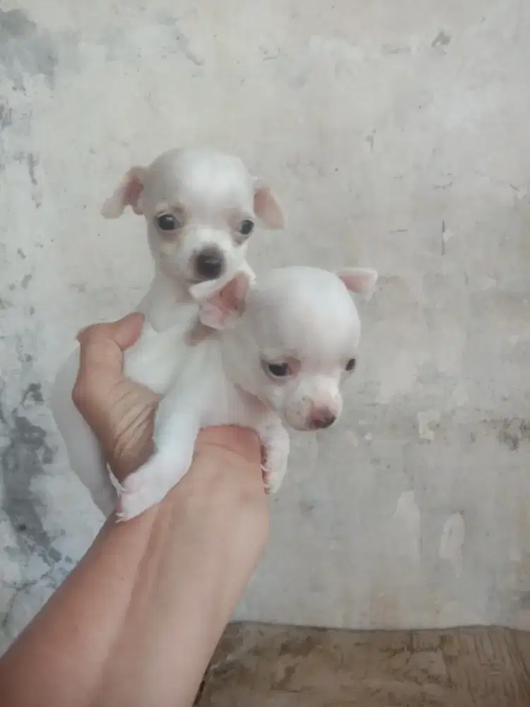 Anakan mini Chihuahua 2.2 jtn 1.5 bln
