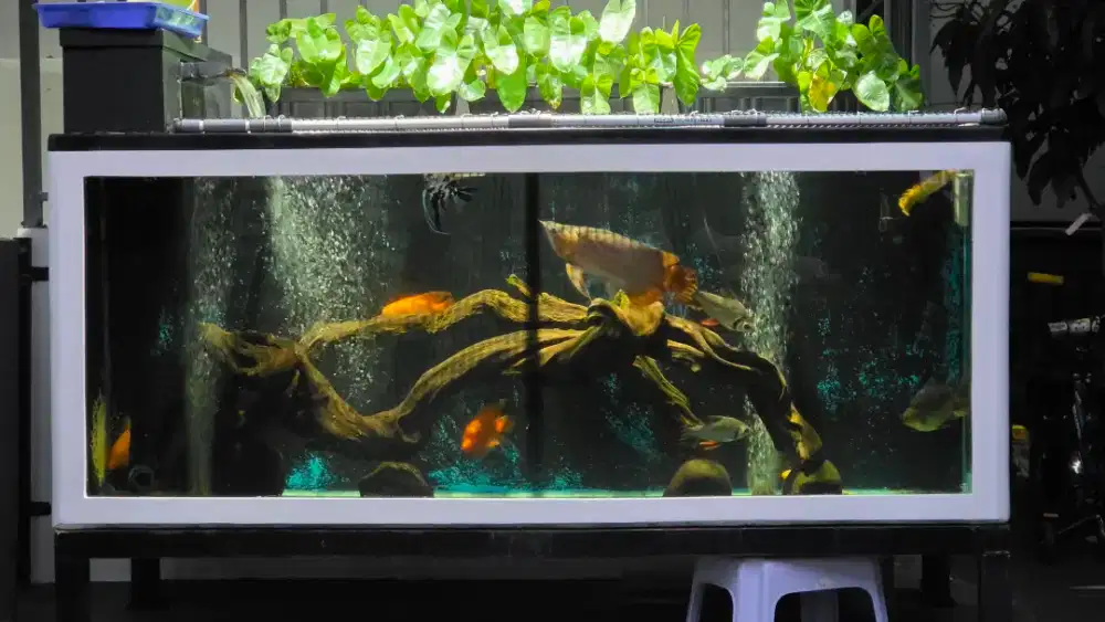 Di jual aquarium fiber 200x80x80 kaca tempered 12mili