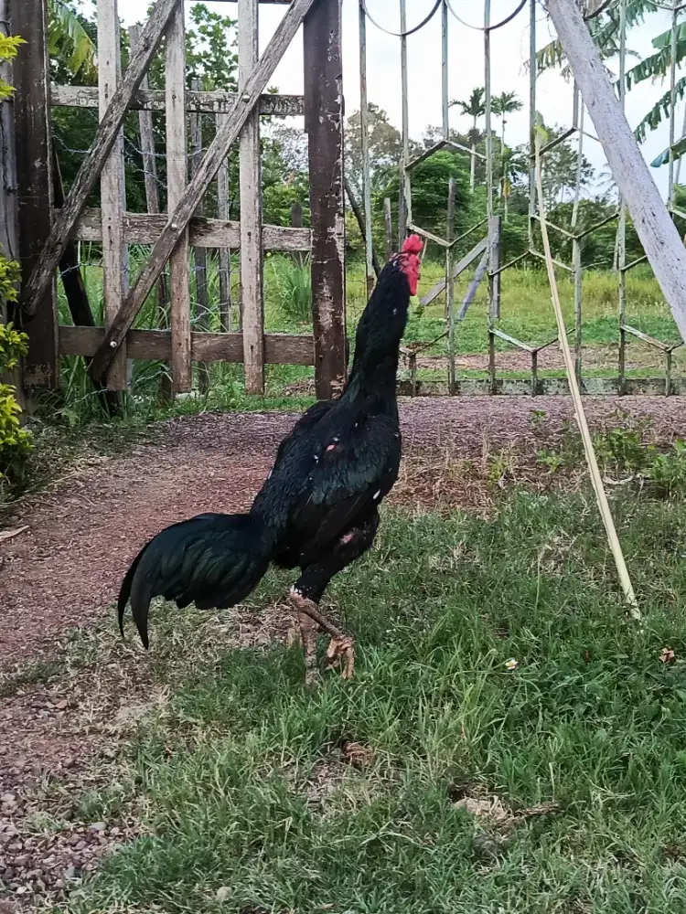 Jual Ayam Bangkok