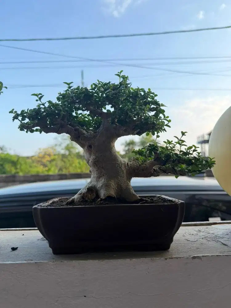 Bonsai Sancang bogel mini