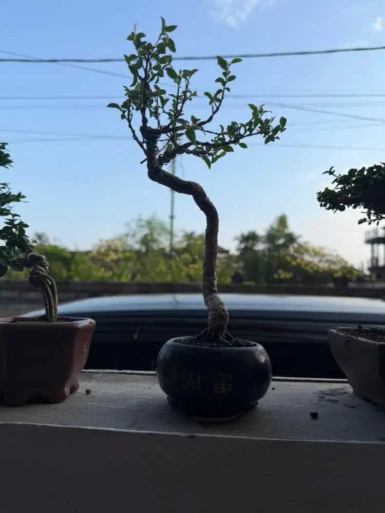 Bonsai mini sakura mikro cantik berbunga