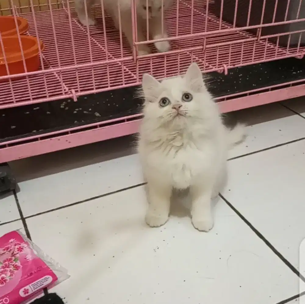 Kucing Persia White Solid