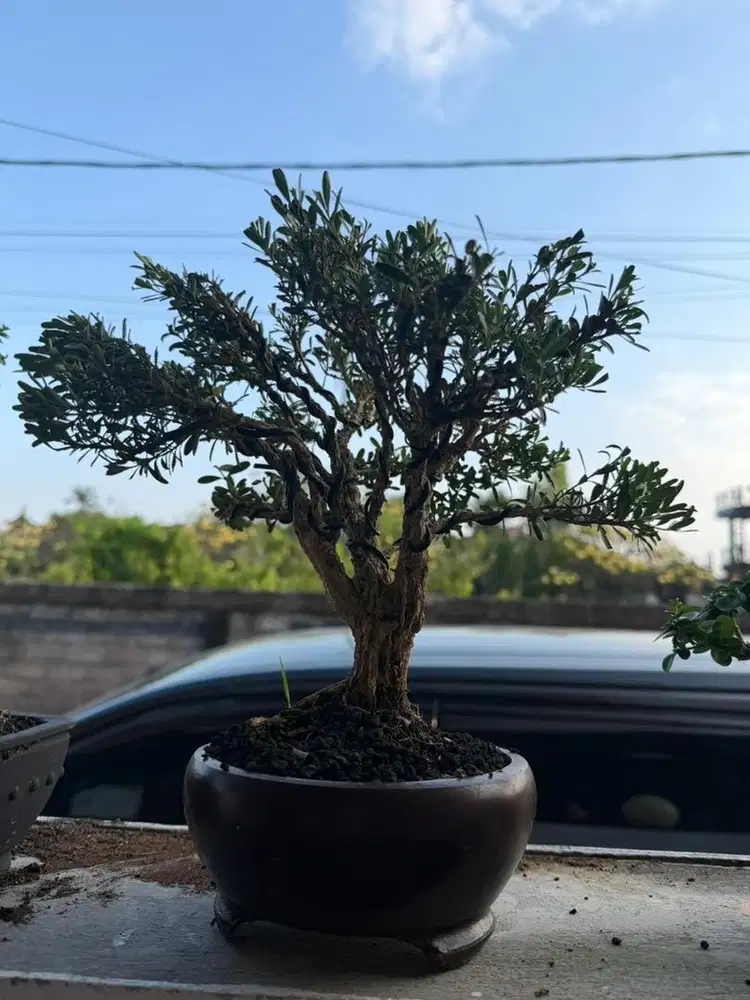 Bonsai boxus keren