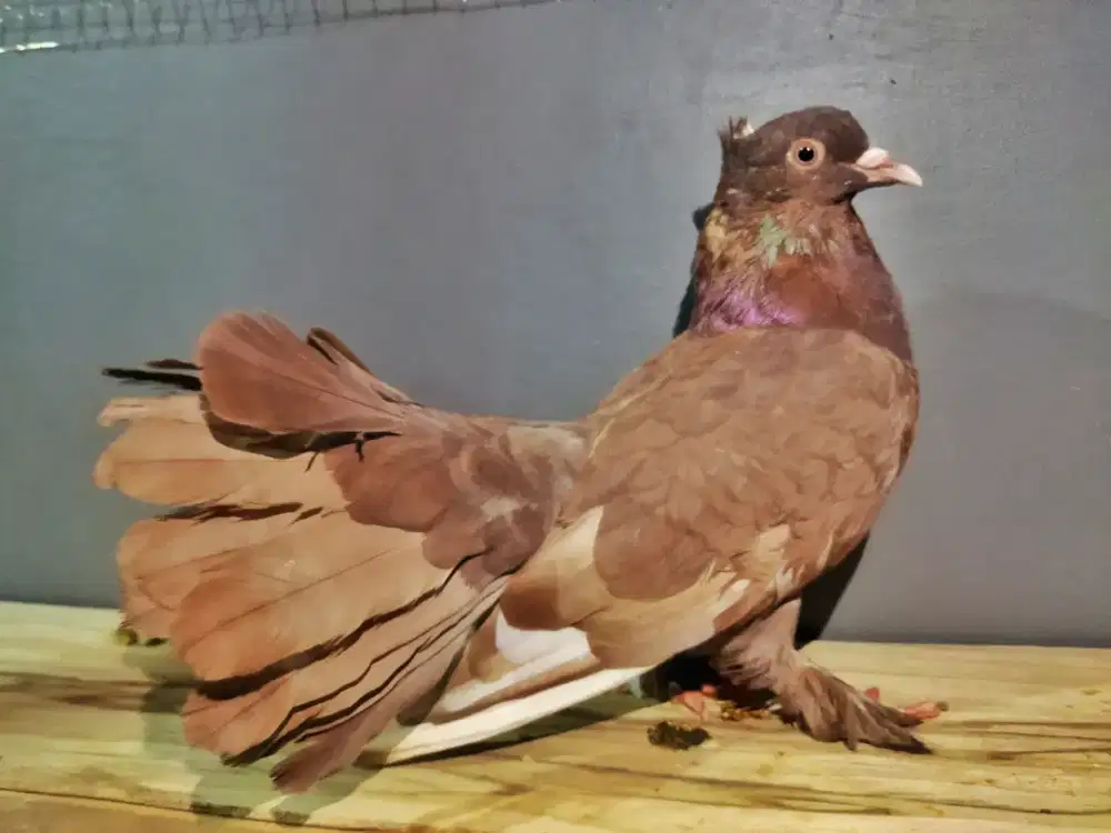 Merpati Hias Kipas