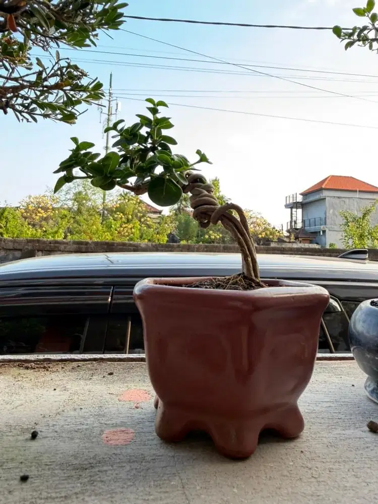 Bonsai sancang sito mini