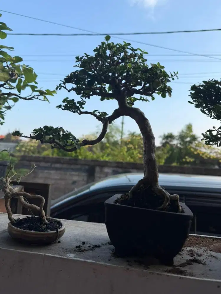 Bonsai sancang mini