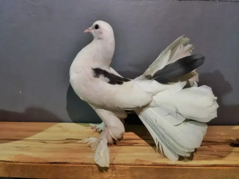 Merpati Hias Kipas