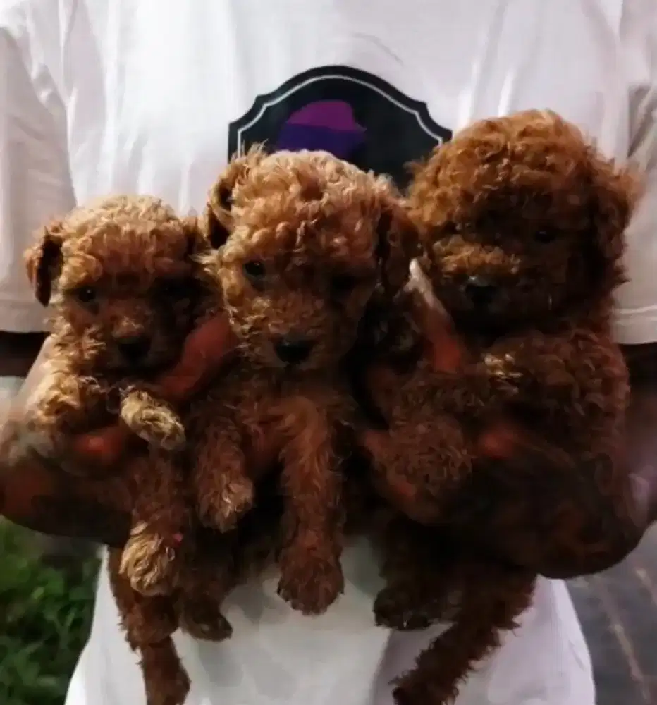 anak anjing toy poodle jantan dan betina