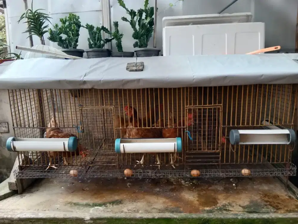KANDANG AYAM BESI