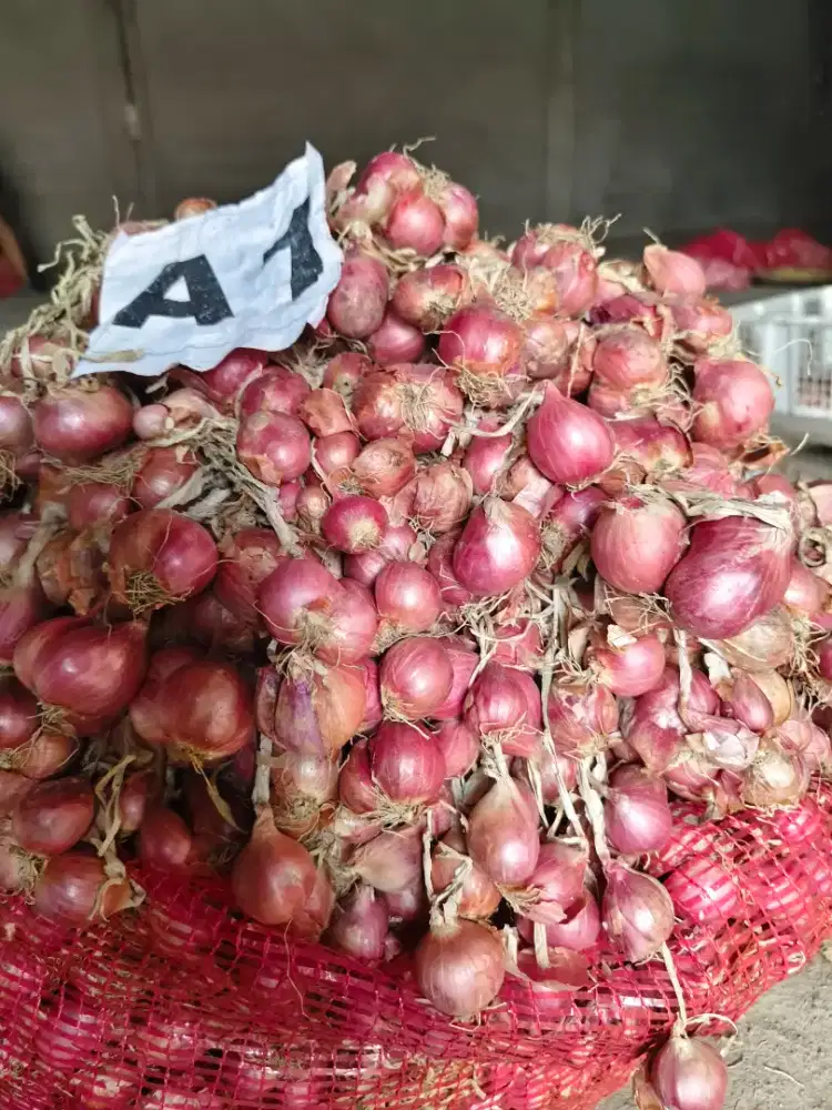 bawang merah SANGGUL