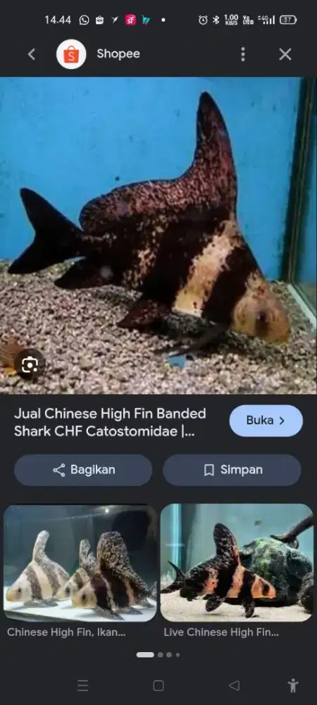 Chinese High Fin (CHF)