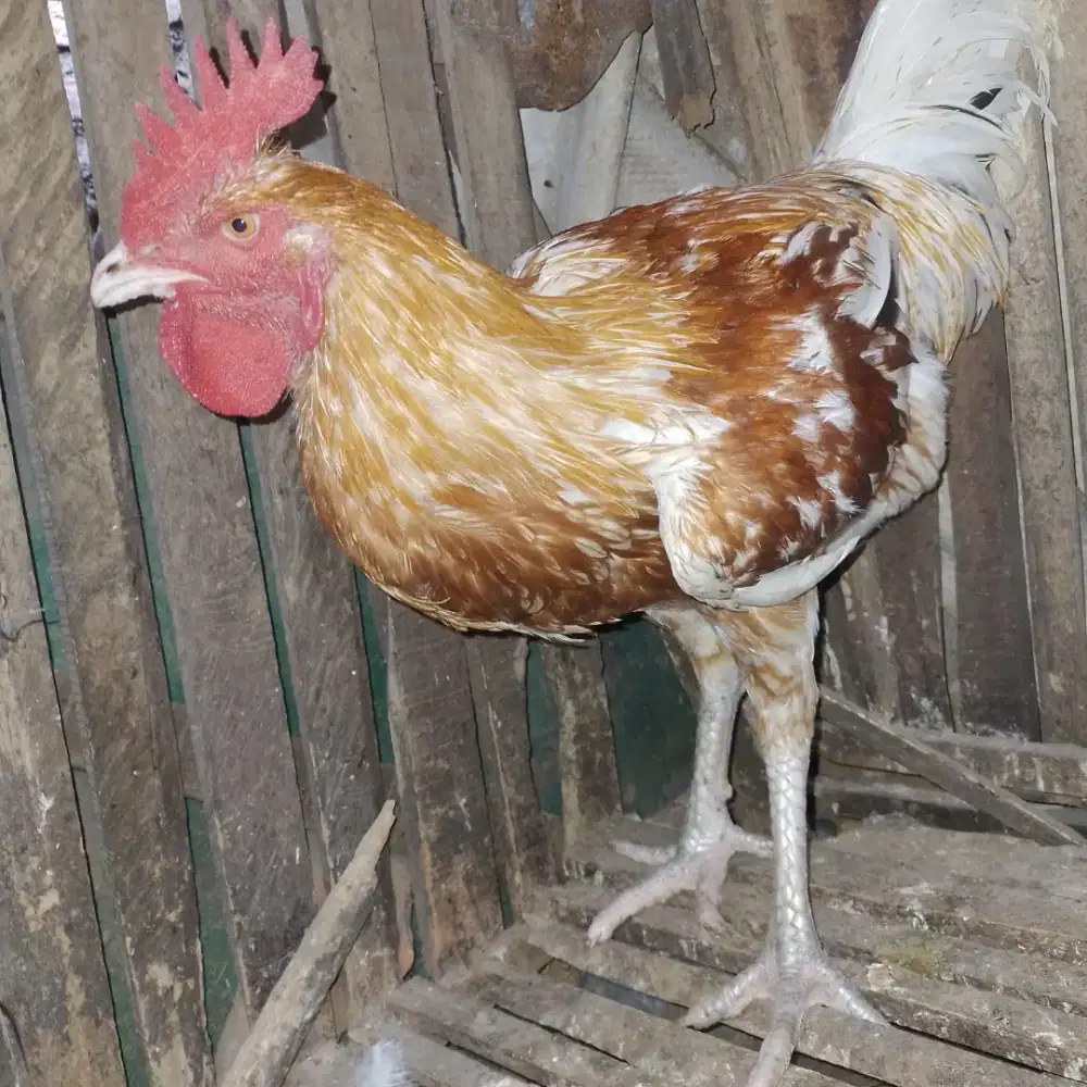 Ayam pelung usia 6 bulan lebih terah jumbo warna unik