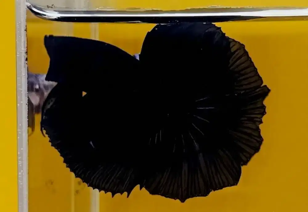 ikan cupang halfmoon super black