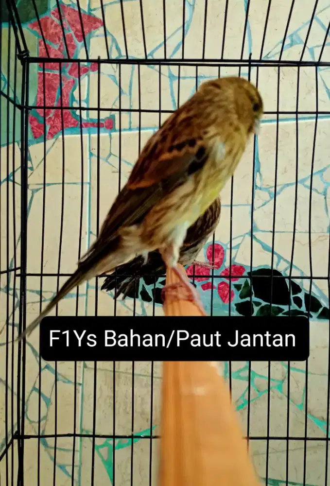 Kenari F1Ys bahan/Paut Jantan
