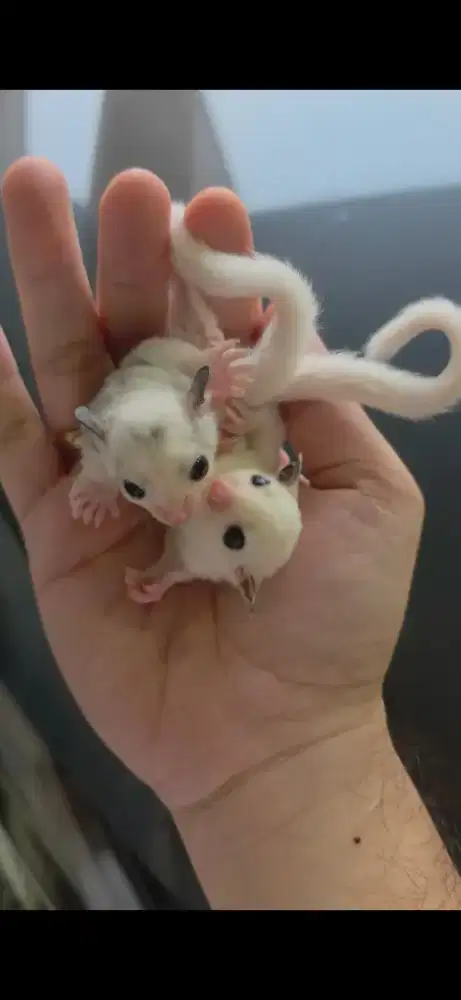 Joey sugar glider platmoz jantan