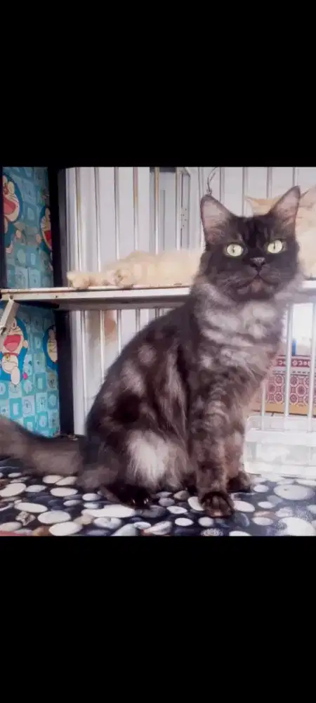 Kucing Persia JANTAN BIG BONE STERIL