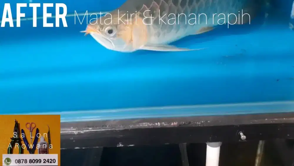 Salon arowana super red