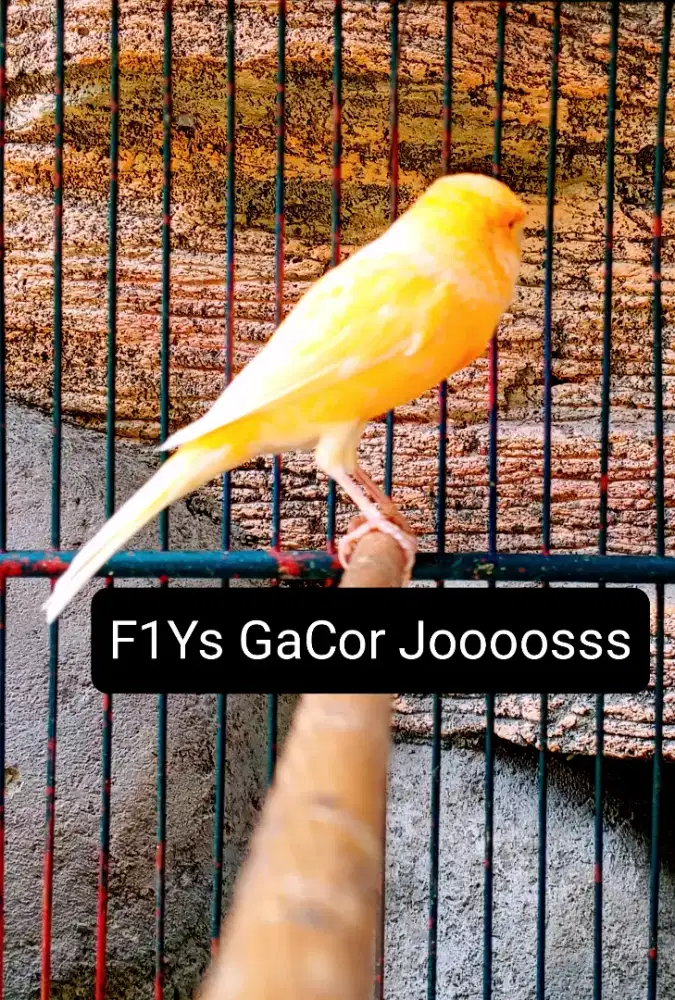 Kenari F1Ys Gacor Jooosss
