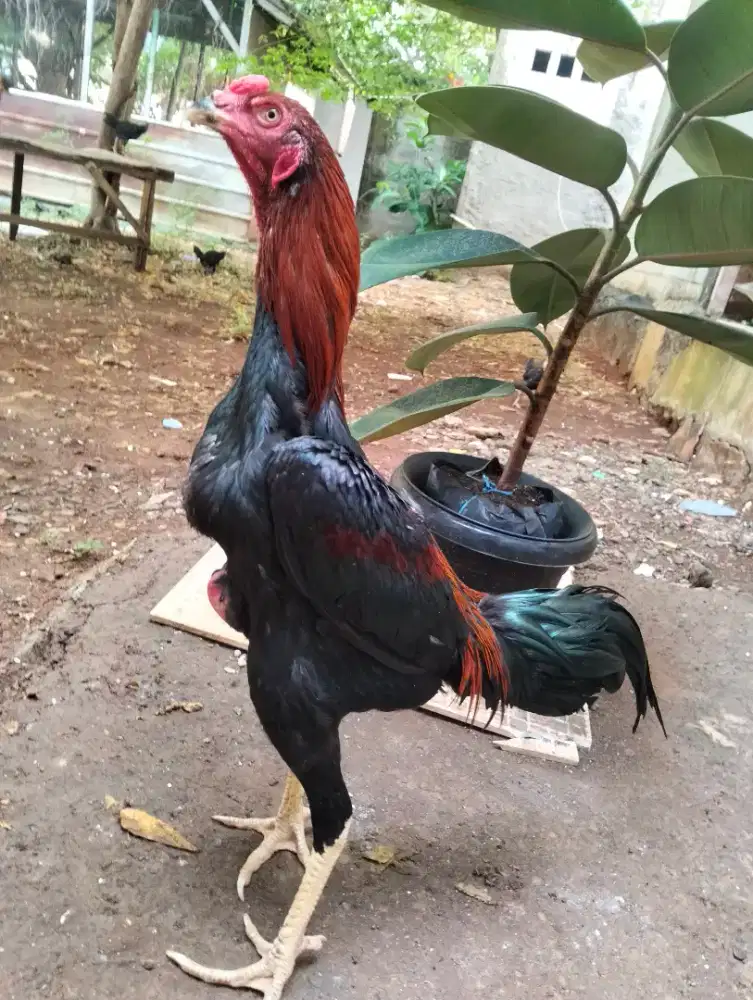 Bahan ayam phanat
