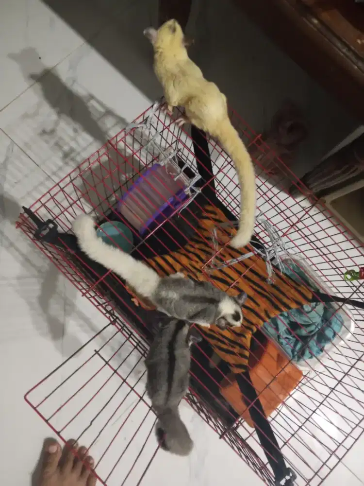 Sugar glider joey sepasang (mozaic + CG het platmoz)