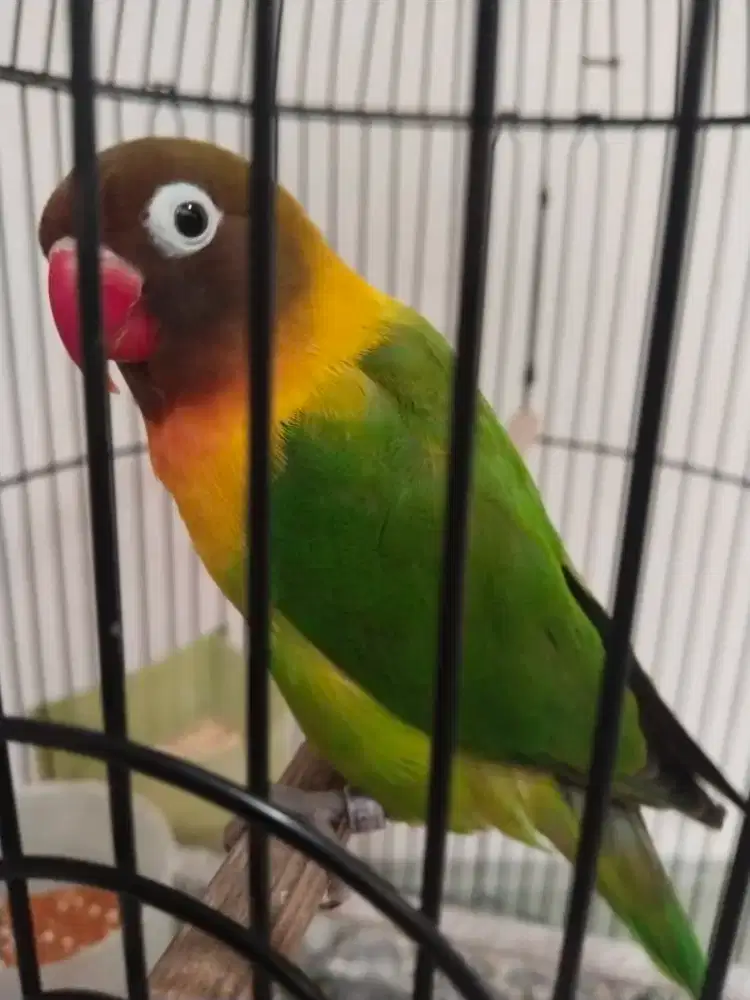Burung love bird dewasa