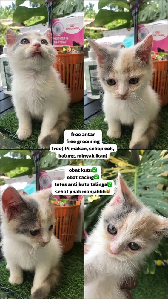 KUCING RAS NS MUNCHKIN BETINA