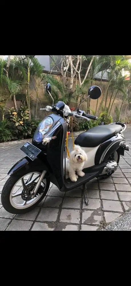 Honda scoopy motor