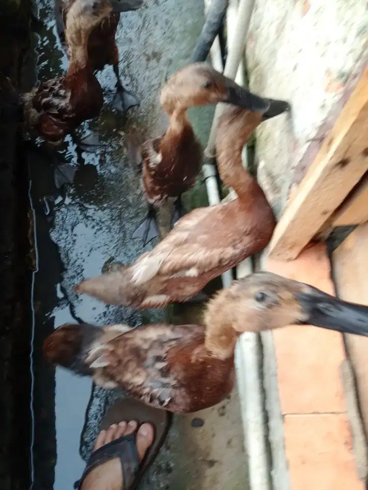 Di jual bebek 5 ekor
