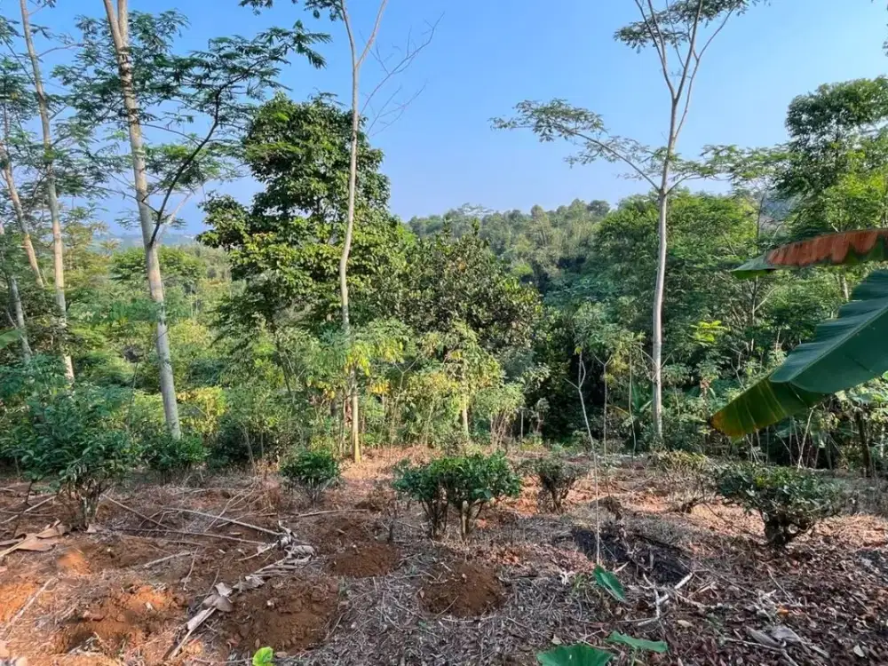 Dijual Murah Tanah Kebun 2370 m2 di Bojong Purwakarta