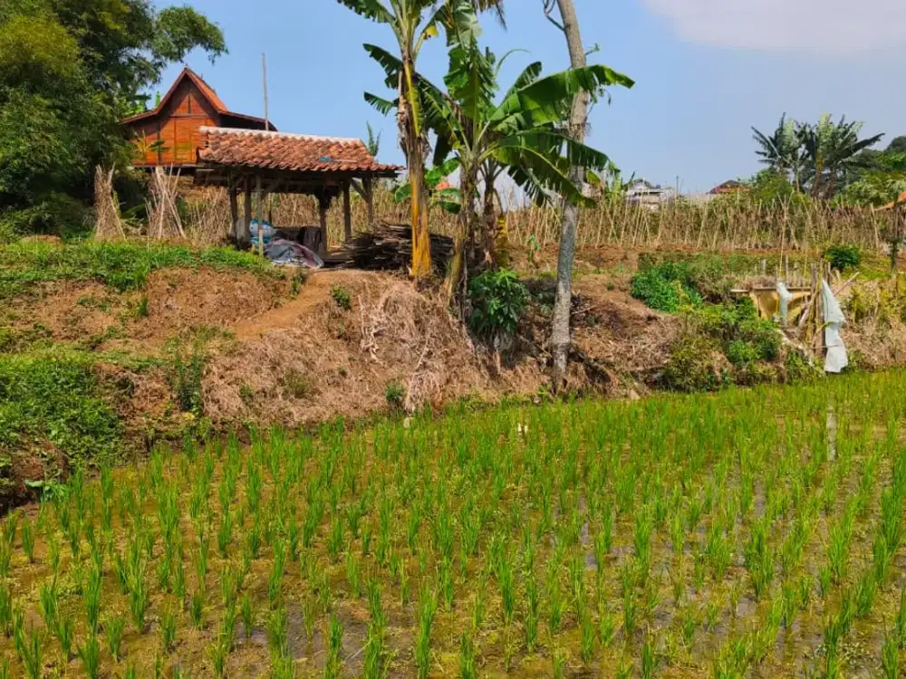 Dijual Tanah Sawah 2.564 m2 Di Cigombong Bogor