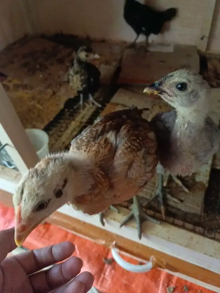 Anakan ayam birma 2 bulanan