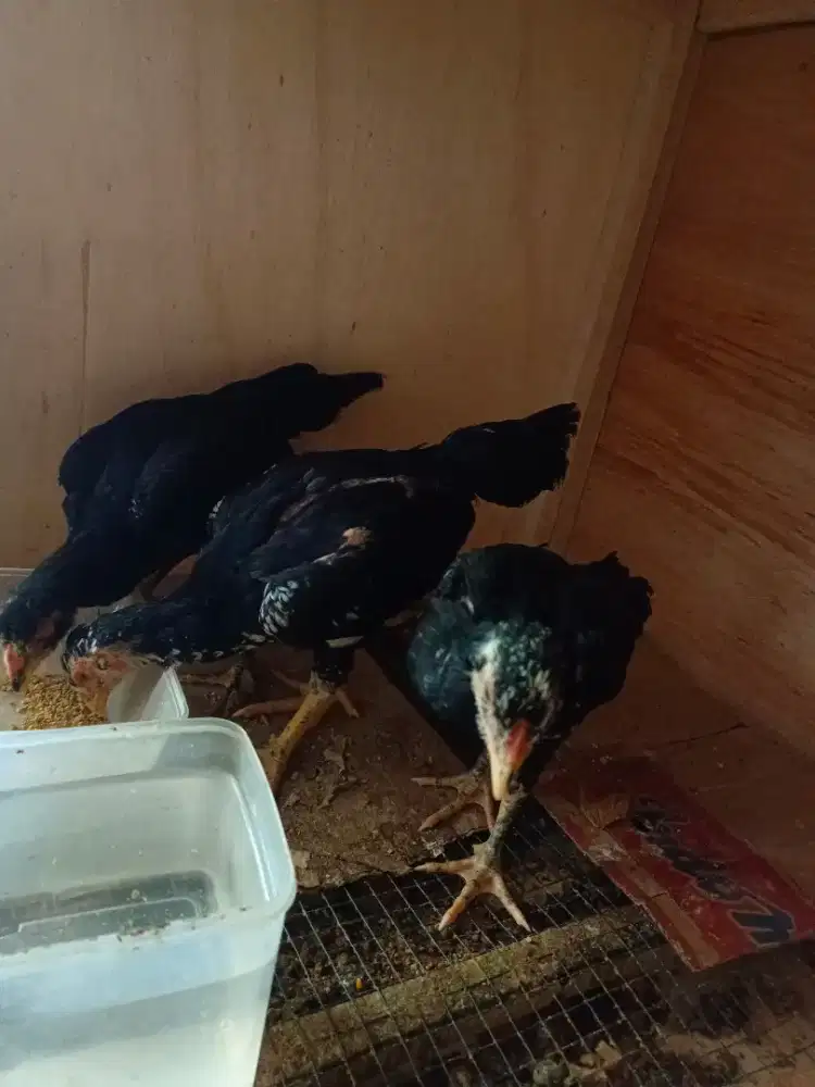 Ayam bangkok anakan 3 bulan