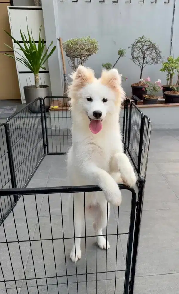 Samoyed 5 bln betina