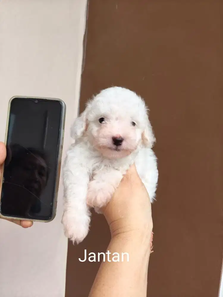 Toy Poodle Snow white Jantan