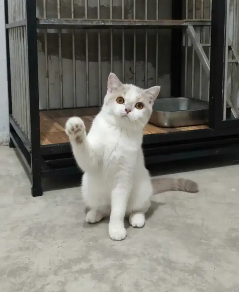 Bsh Betina cinnamon cariier