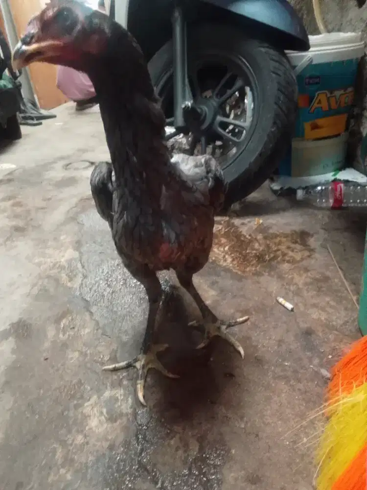 Pny biangan Mangon UMR 6 blm body mntap blum pernah produksi minat wa