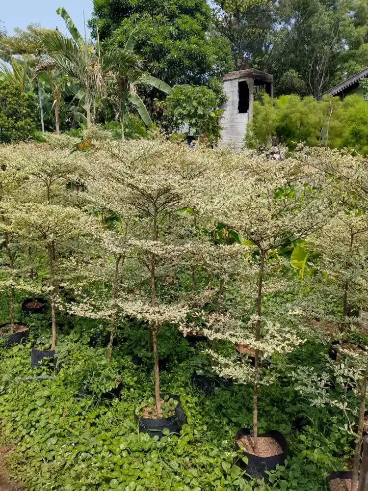 Tanaman hias Ketapang varigata tingi 1mtr