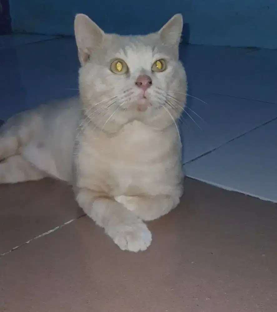 BRITISH SHORTHAIR CREAM SOLID
