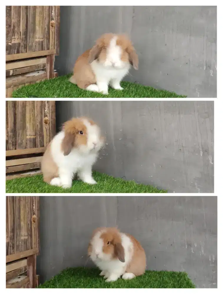 Kelinci jantan fuzzylop