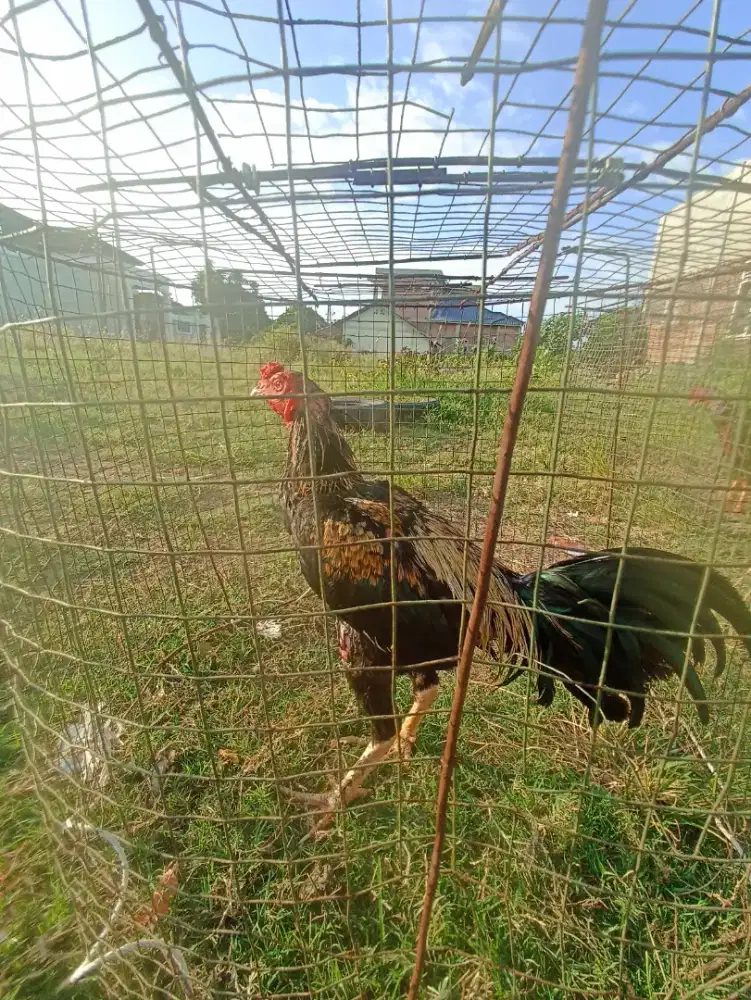 Dijual ayam muda siap rawat
