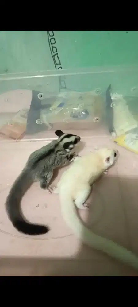 Sugar glider betina