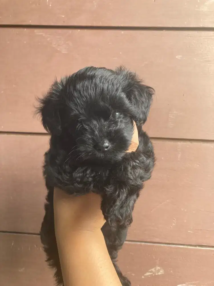 Poodle toy jantan
