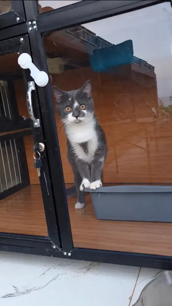 Kitten BSH anakan kucing British Short Hair lucu sehat kucing hidup