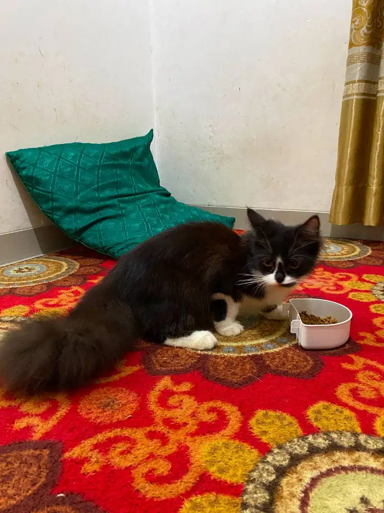 Anakkan kucing persia