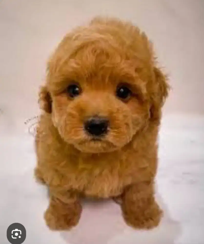 Betina teacup poodle