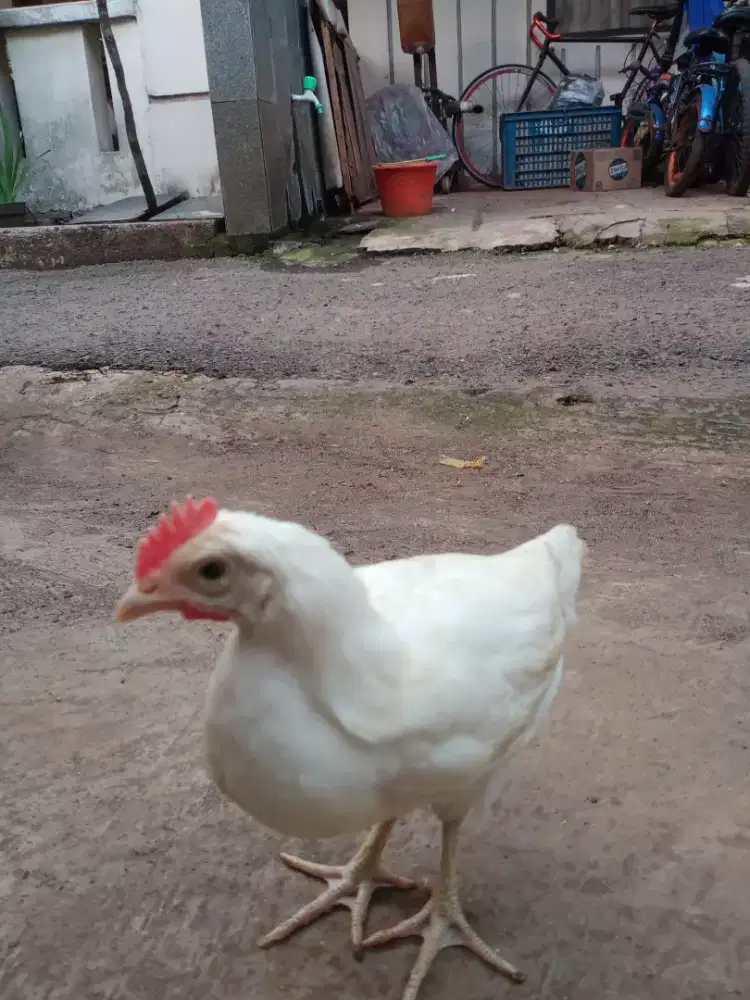 Anak Ayam Kampung Petelur Jenis Elba