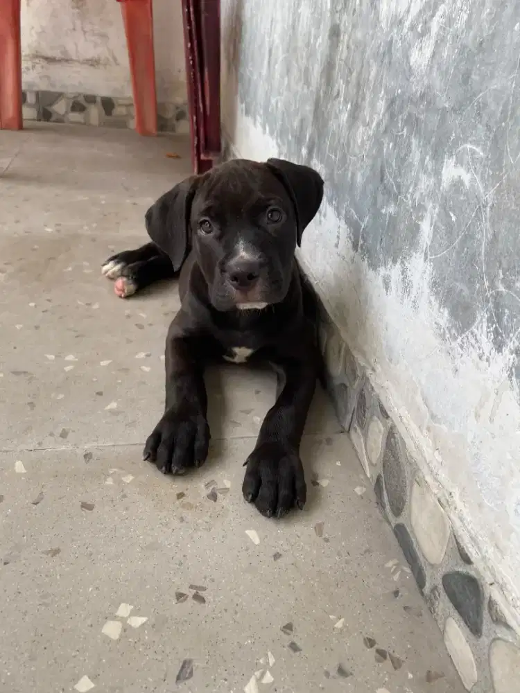 anakan pitbul umurr 2 bulan jantan