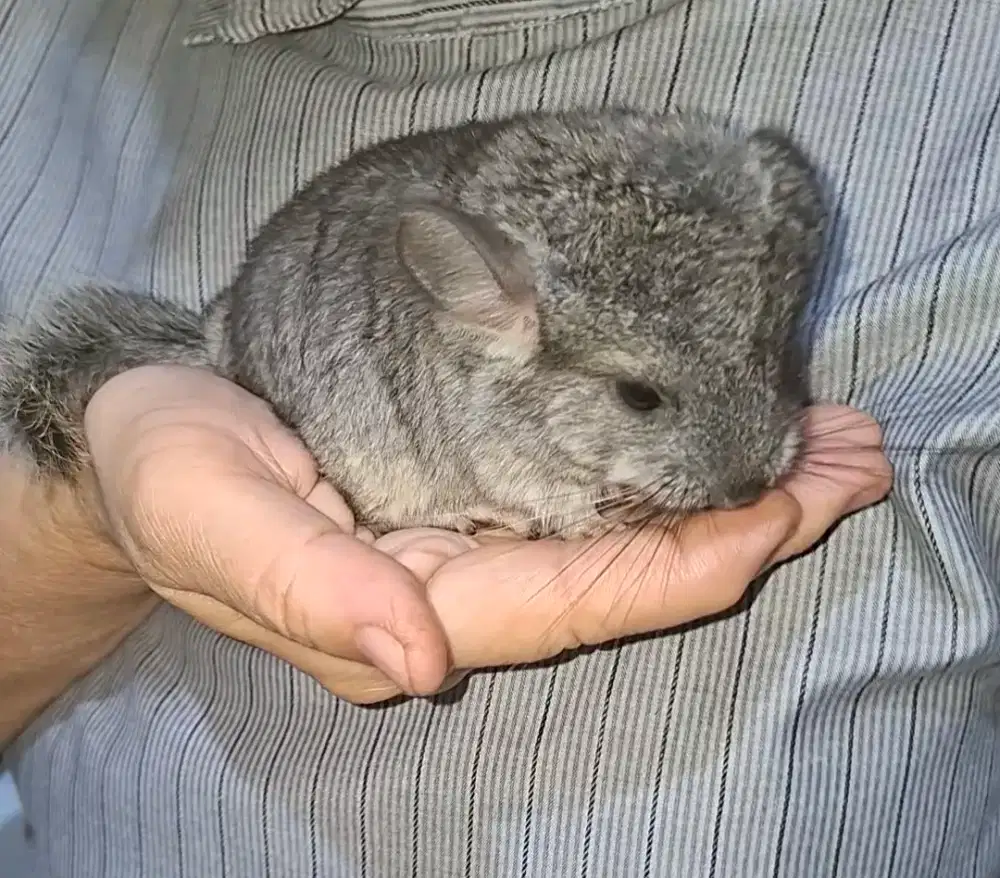 baby chinchilla